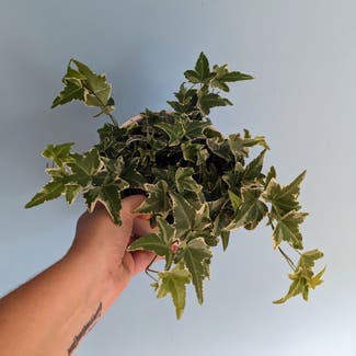 variegated ivy plant in Portland, Maine