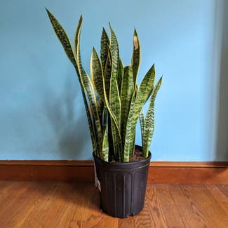 Snake Plant plant in Portland, Maine