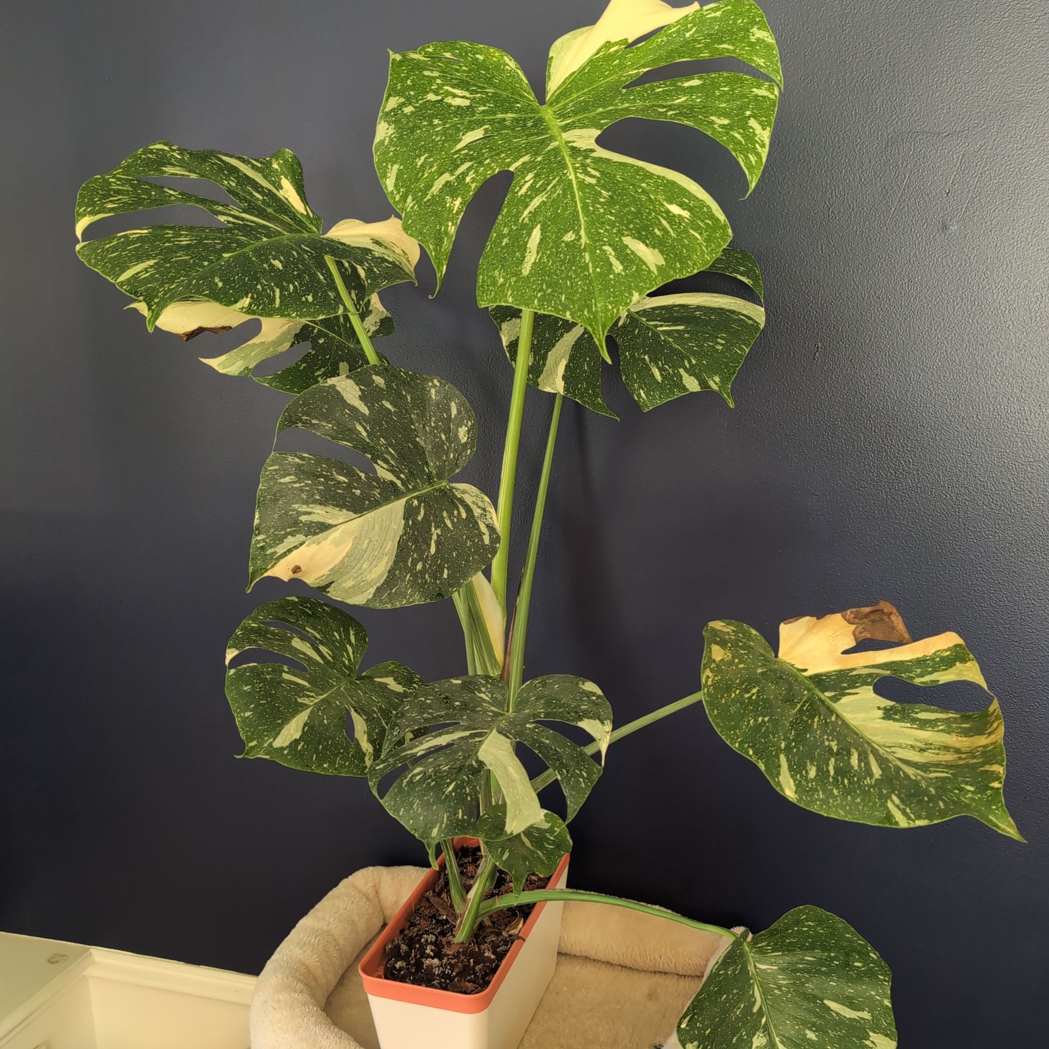 Monstera - Thai Con