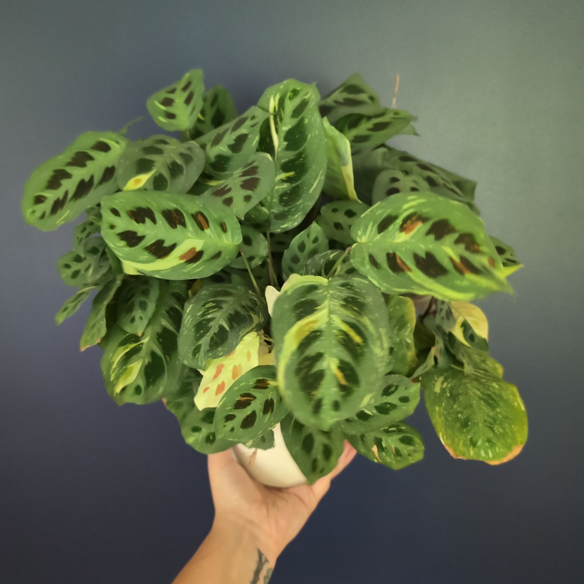 Maranta - Beauty Kim