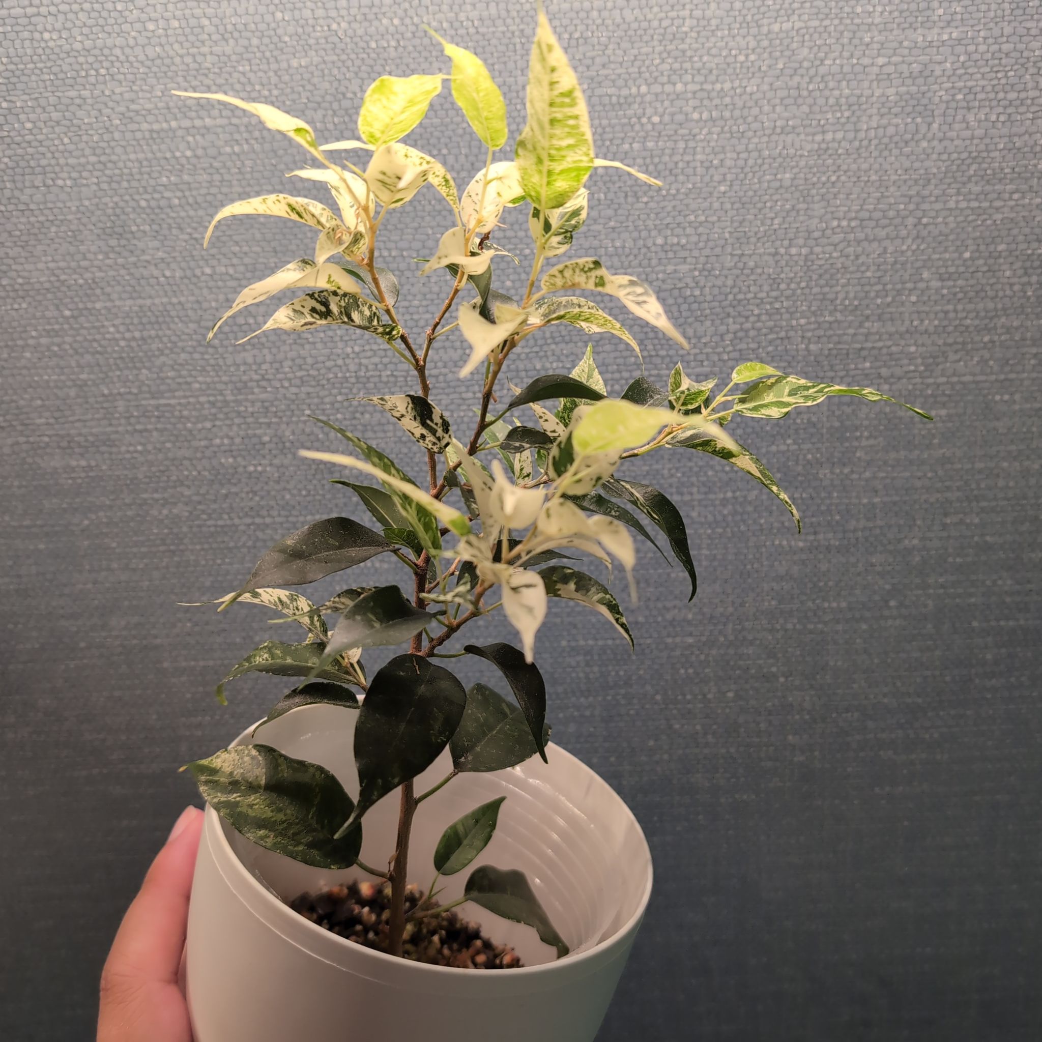 Photo of the plant species El Dorado Weeping Fig by @PlantMompy named Ficus - El Dorado on Greg, the plant care app