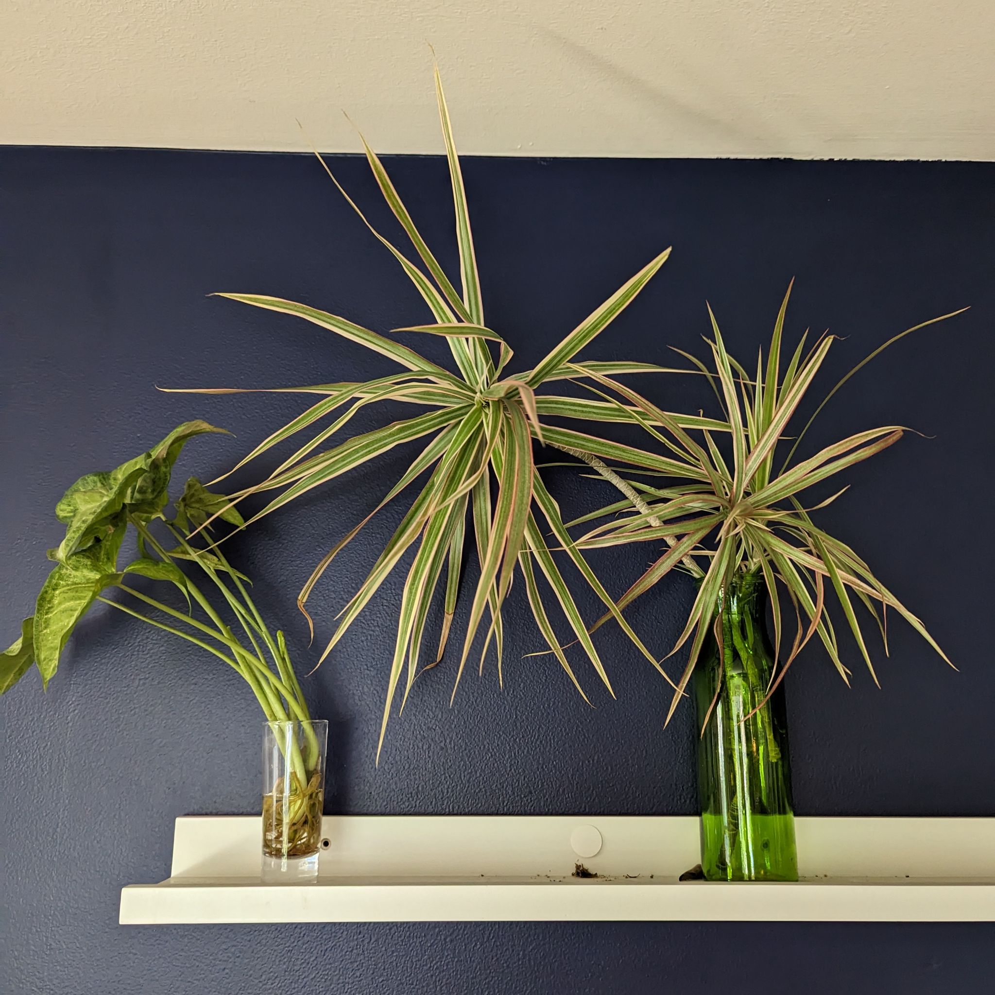 Two plants on a white shelf against a dark blue wall. One is an Open Weave Dragon Tree.