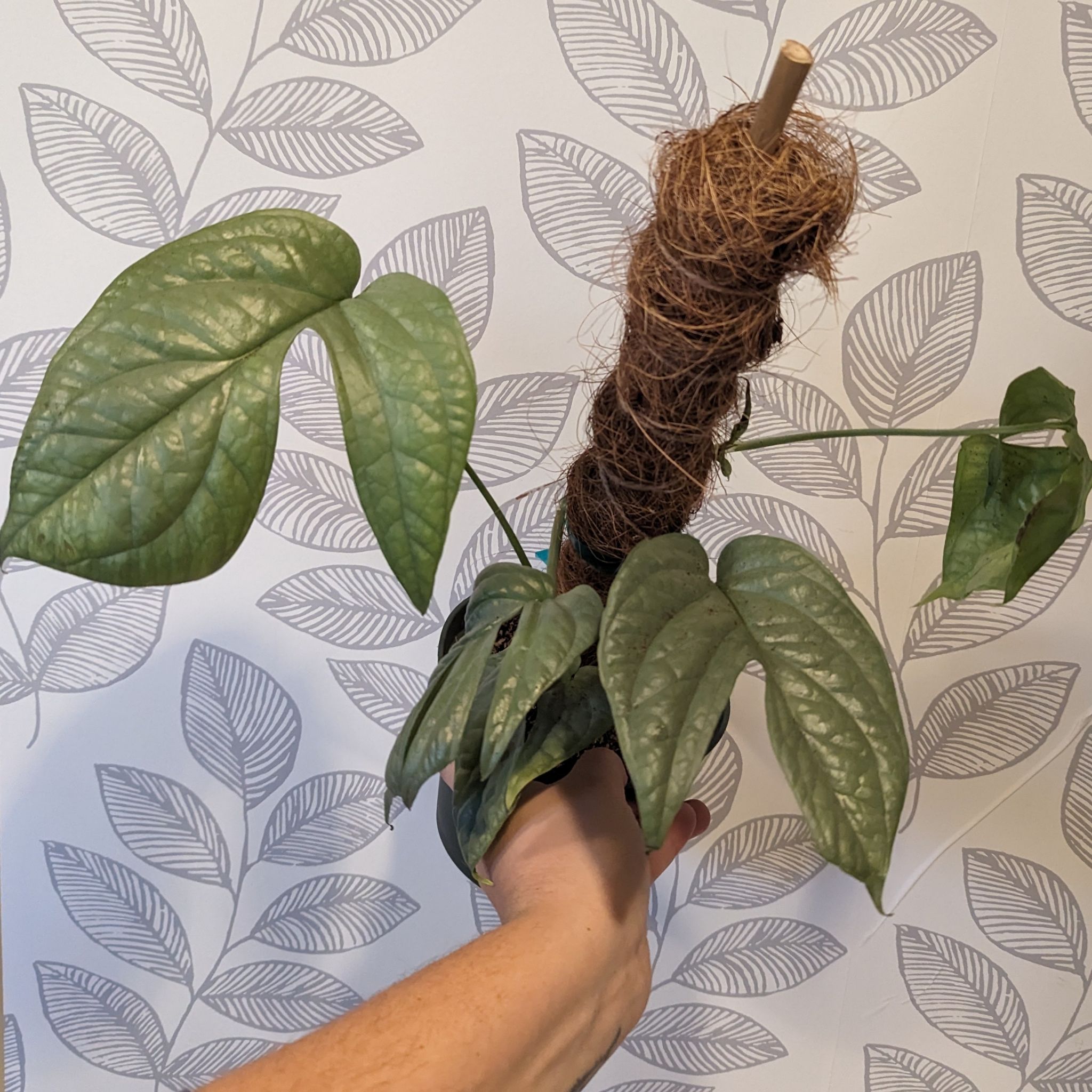 Amydrium 'Spider Man' plant held by a hand with leaf-patterned wallpaper in the background.