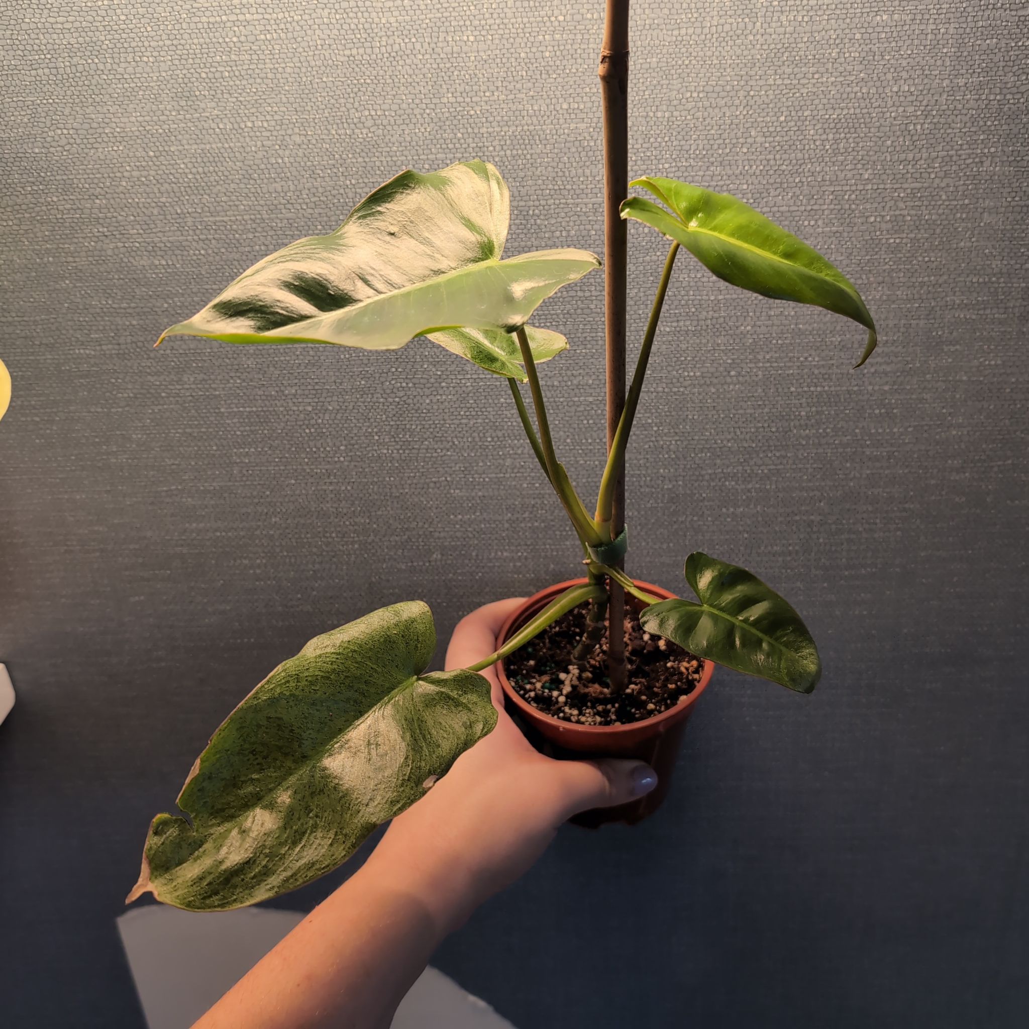 Paraiso Verde Philodendron plant with variegated leaves in a small pot, held by a hand.