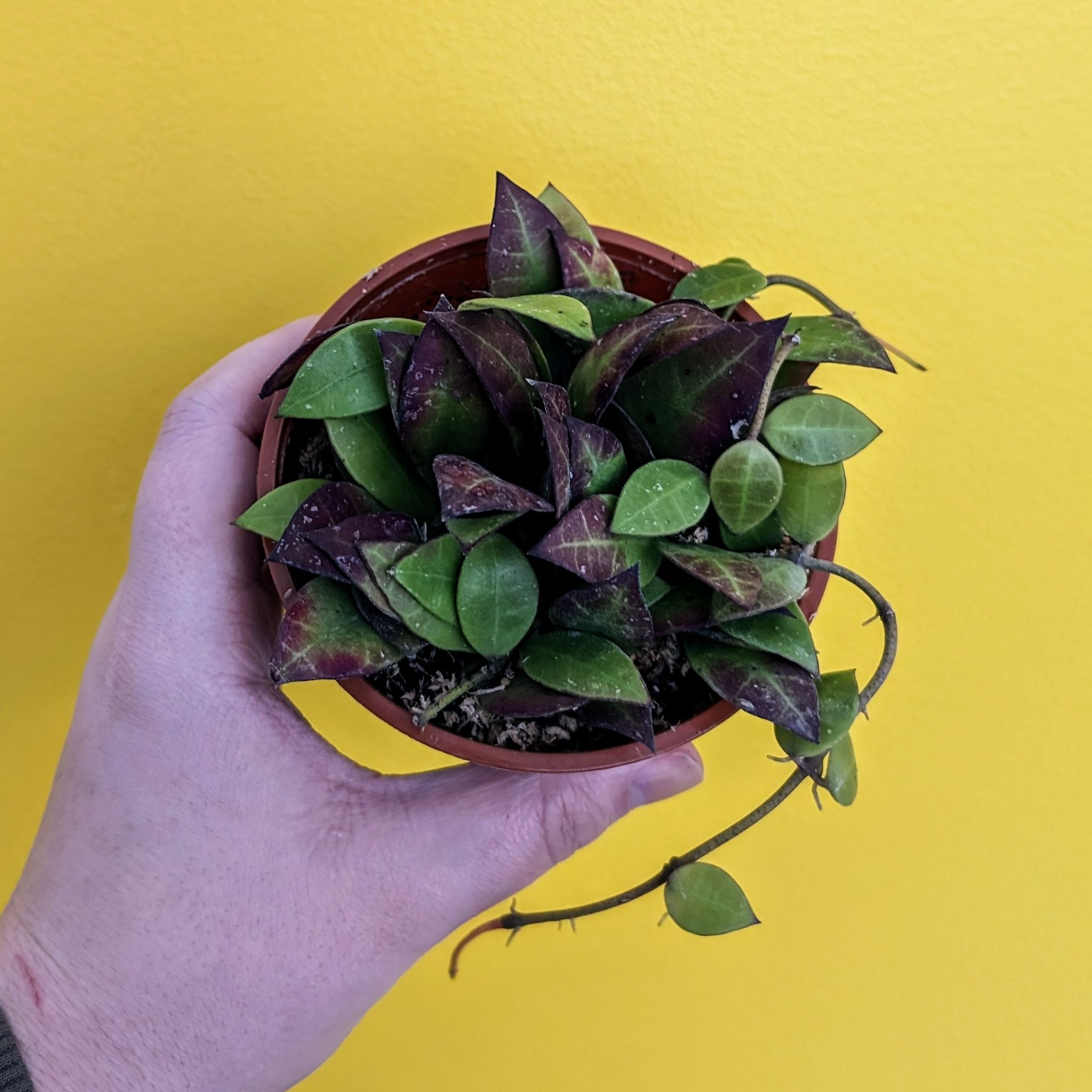 Photo of the plant species Hoya sipitangensis by @PlantMompy named Hoya - Sipitangensis on Greg, the plant care app