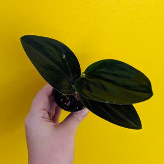 Scindapsus treubii 'Dark Form' plant in Portland, Maine