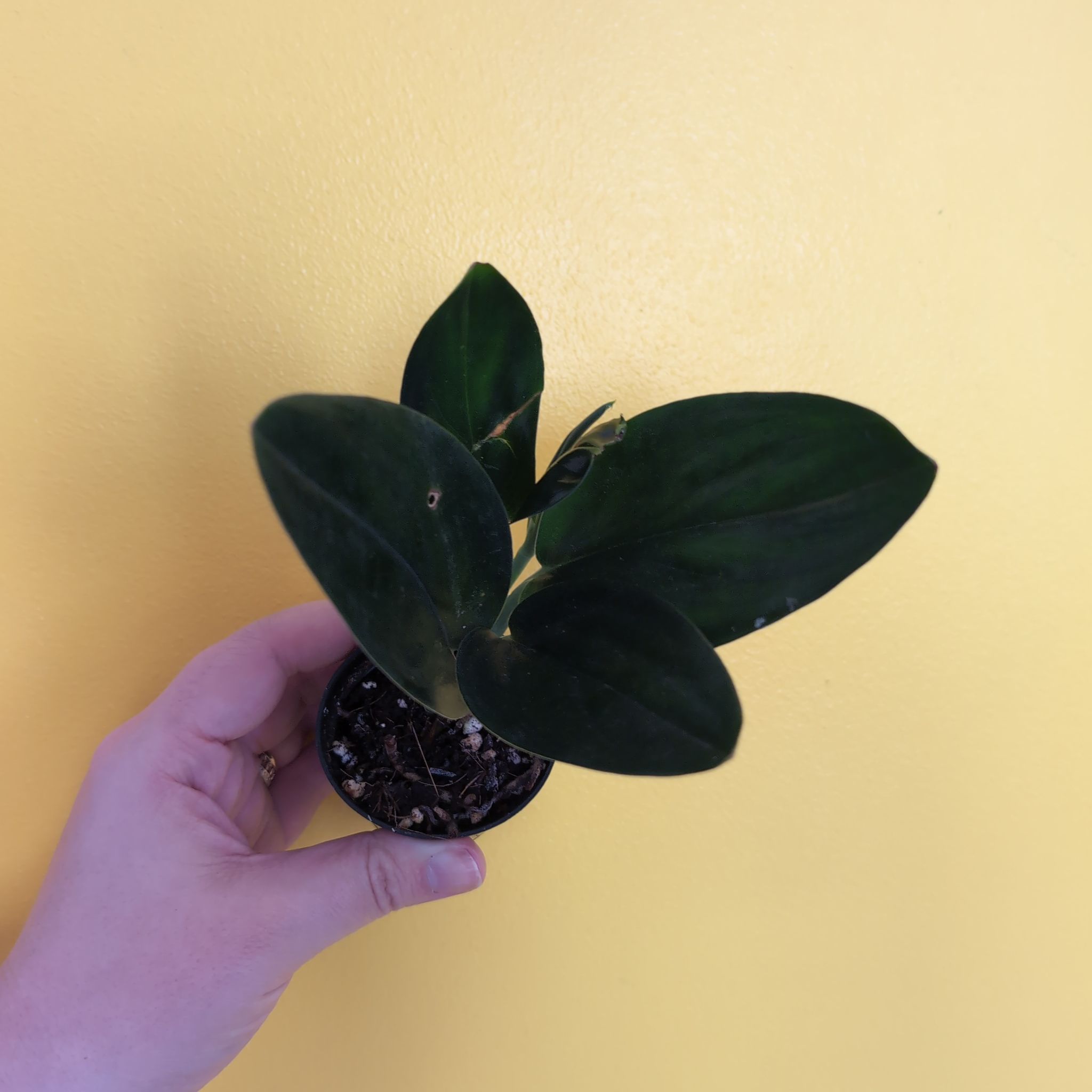 Common Scindapsus treubii 'Dark Form' Problems