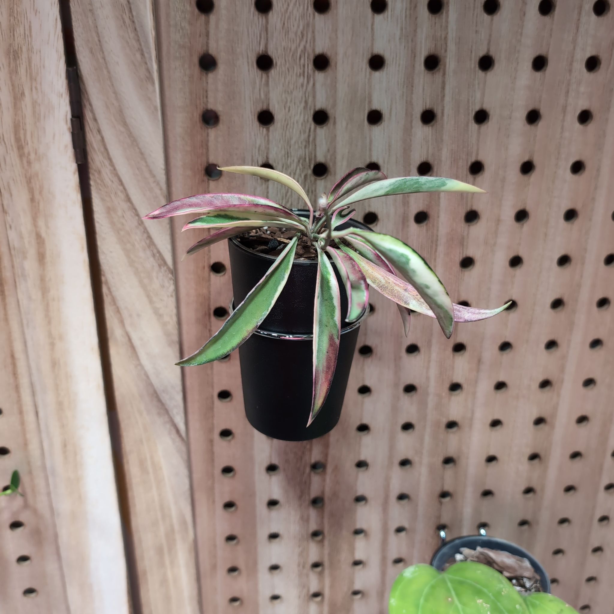 Photo of the plant species Hoya Lori Lyn by @PlantMompy named Hoya - Lori Lyn on Greg, the plant care app