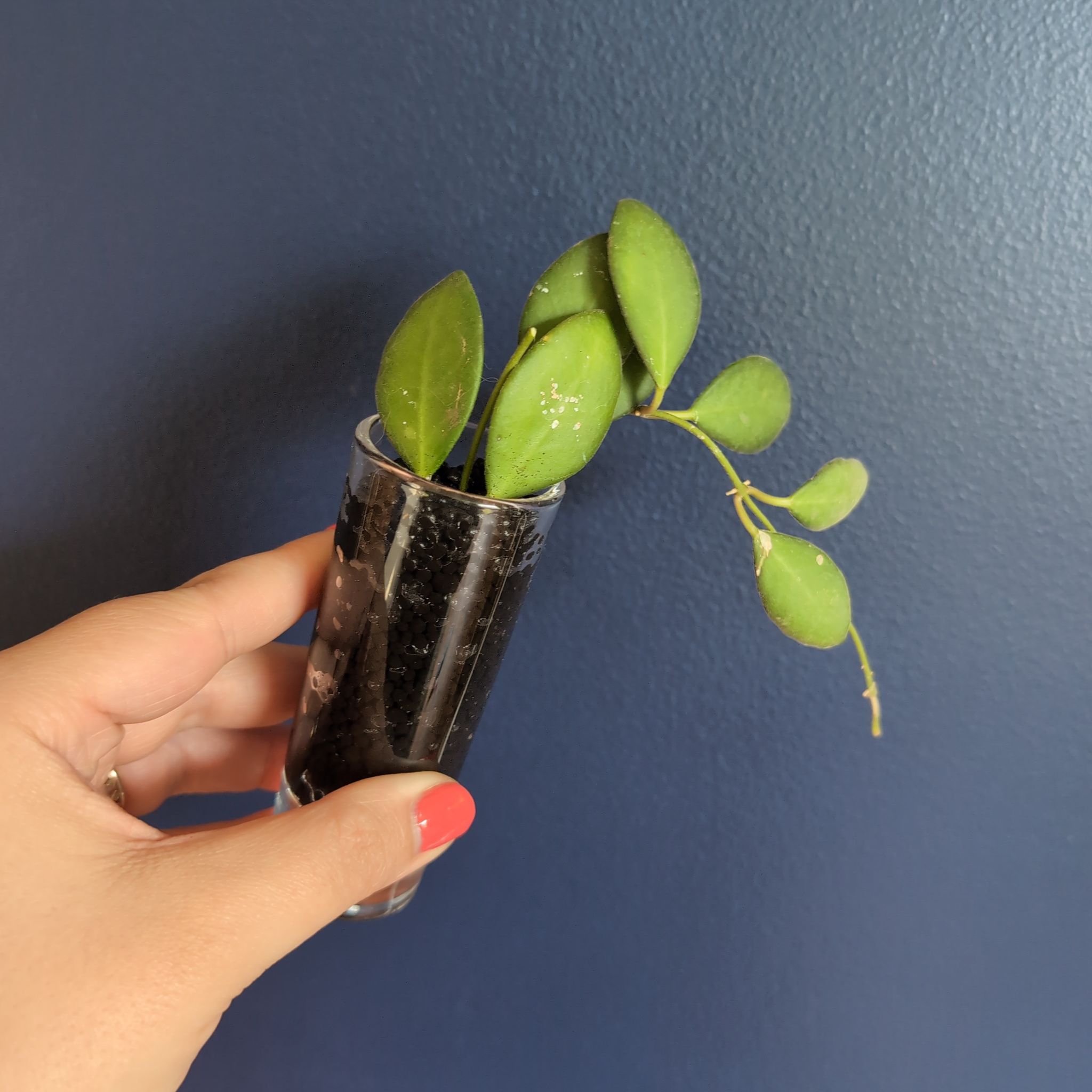 Hoya bilobata plant held in a clear container with visible soil and green leaves.