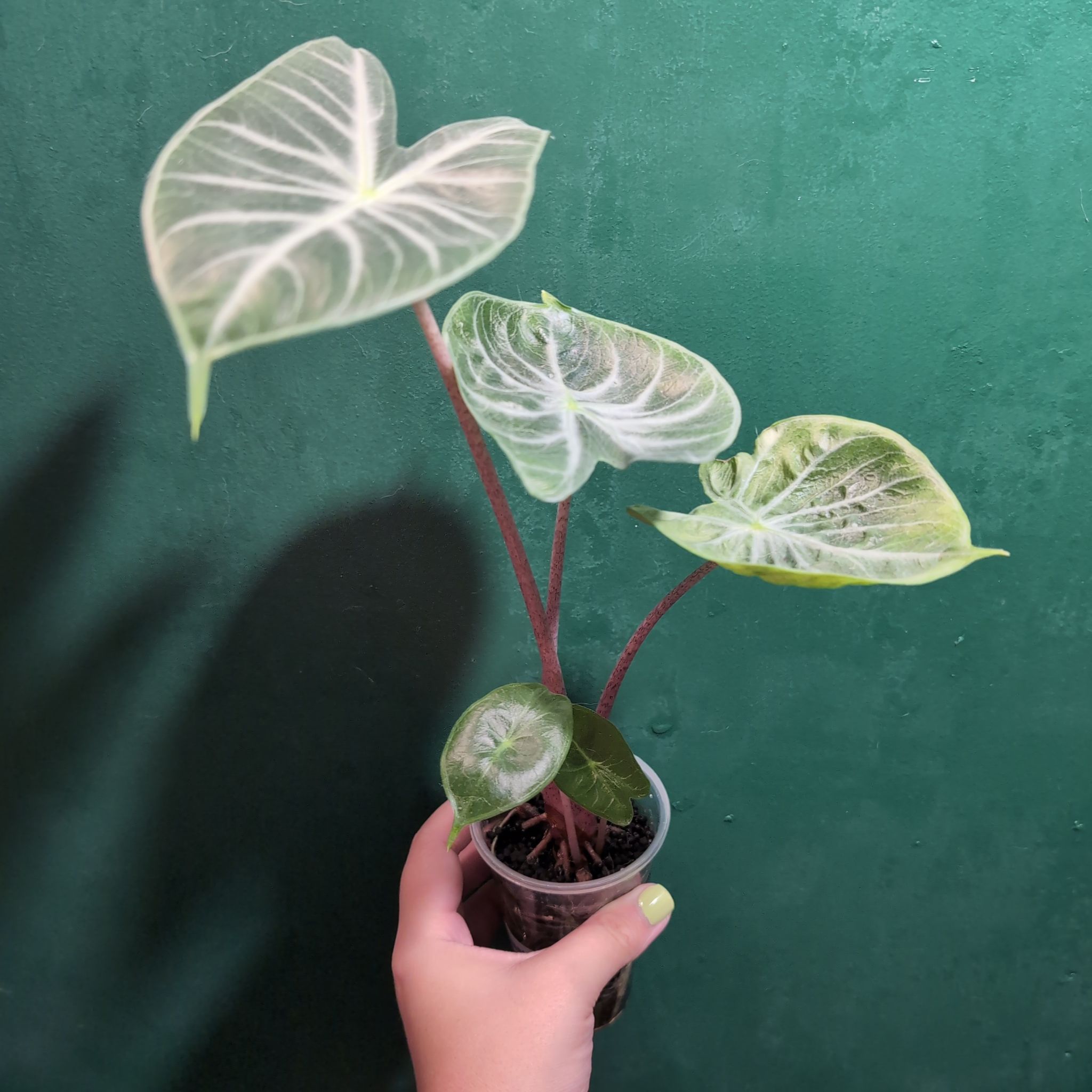 Photo of the plant species Elephant Ear 'Ivory Coast' by @PlantMompy named Alocasia - Ivory Coast on Greg, the plant care app