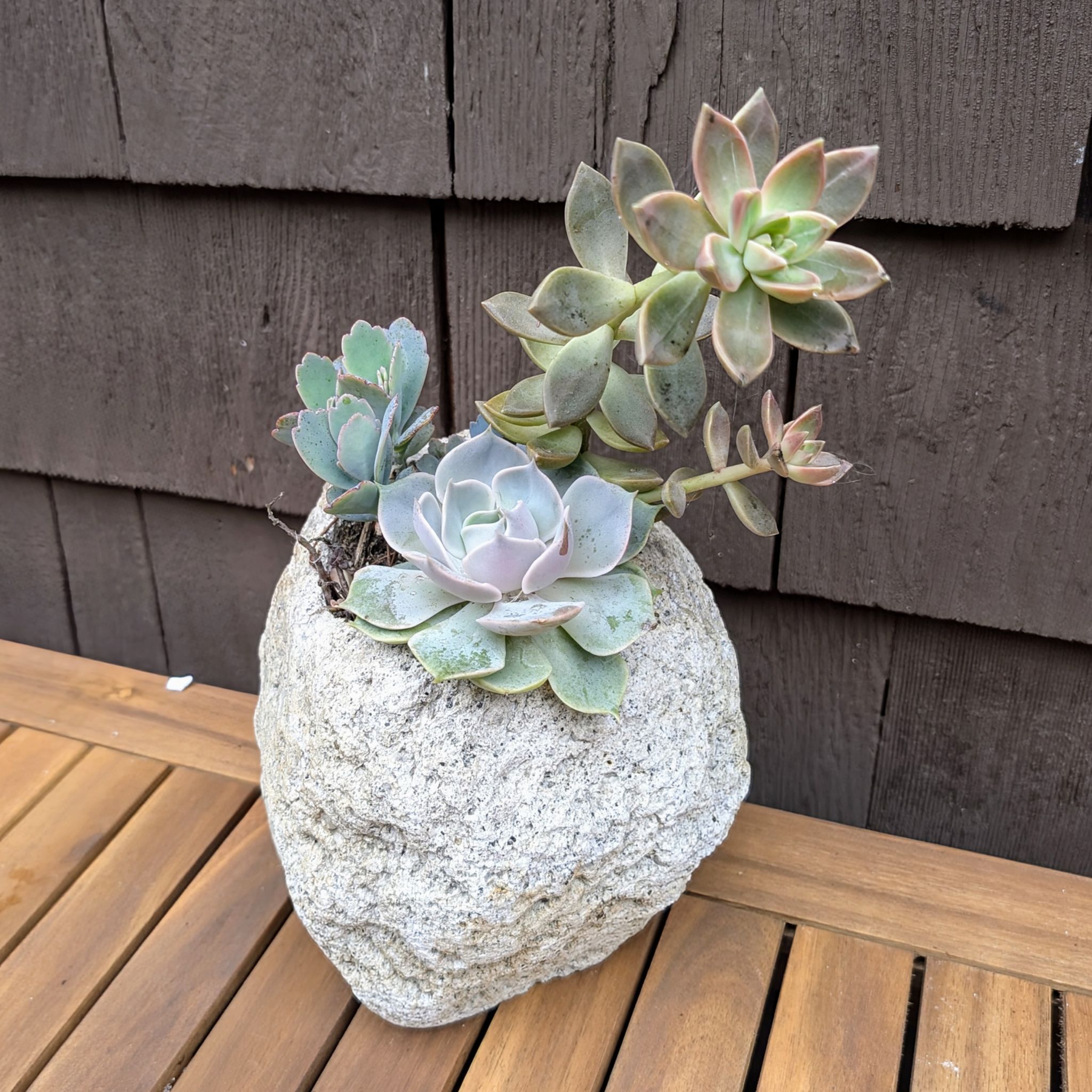 Succulents - Arrangement