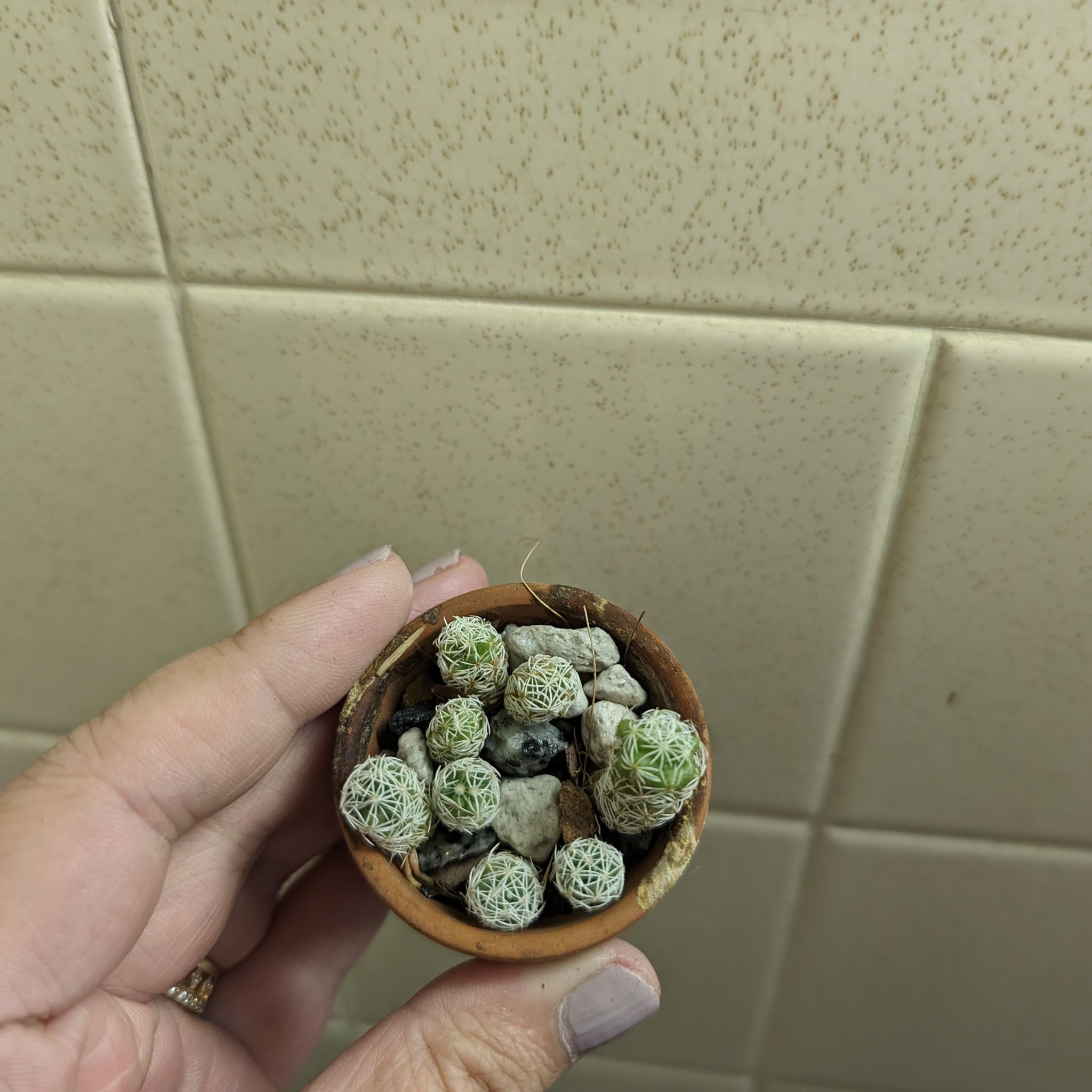 Photo of the plant species Thimble Cactus by @PlantMompy named Cactus - Thimble on Greg, the plant care app