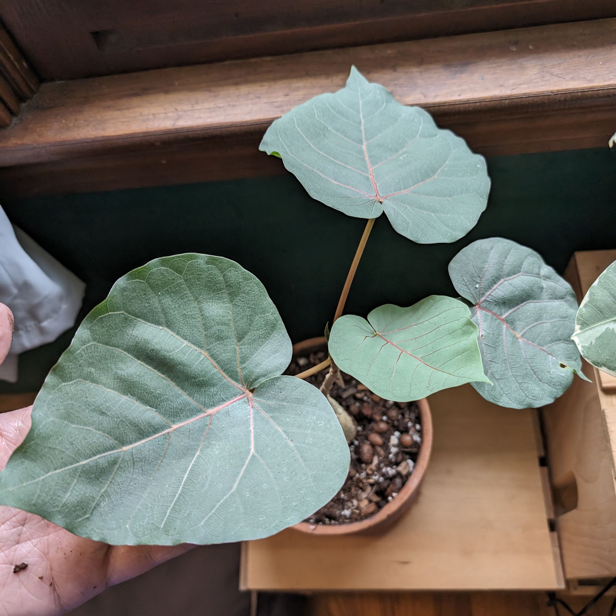 Petiolate Fig plant with large green leaves in a pot, soil visible, hand holding a leaf.
