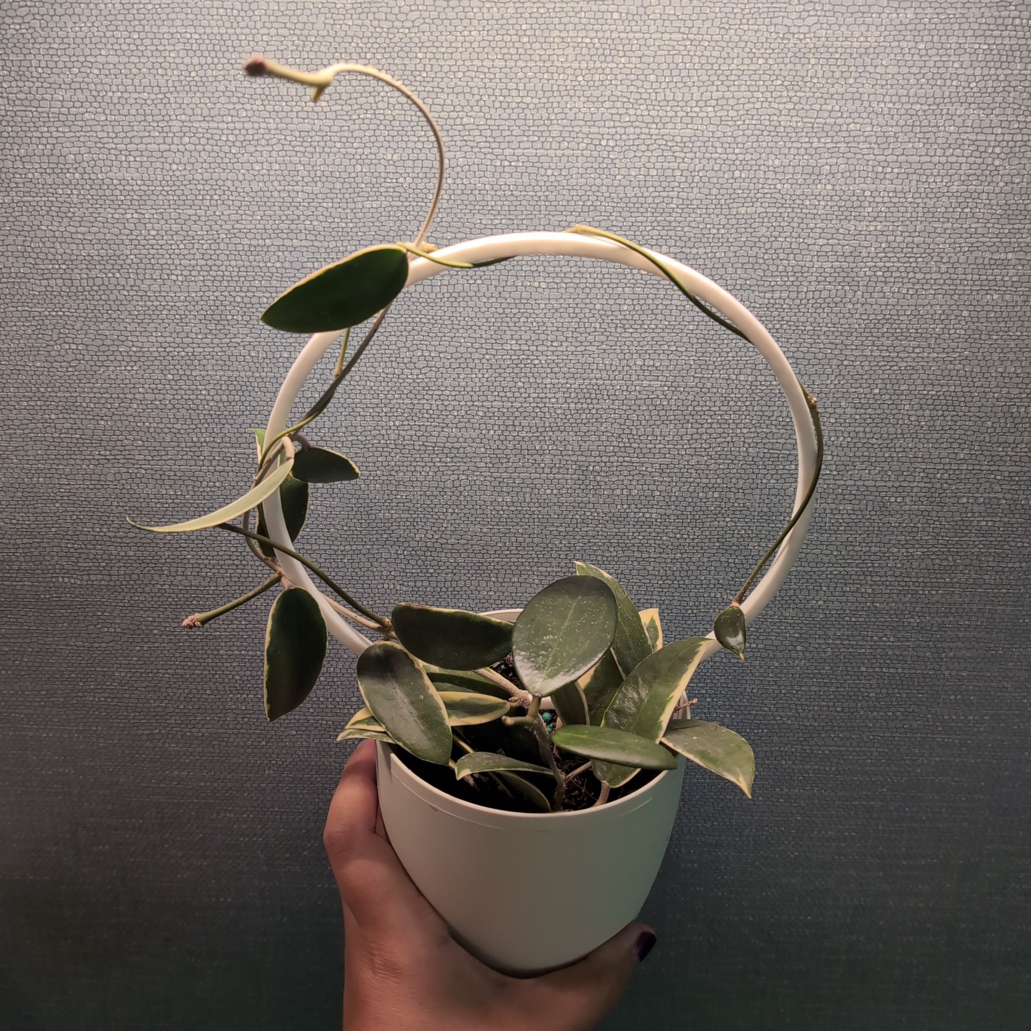 Photo of the plant species Albo Marginata Hoya Verticillata by @PlantMompy named Hoya - Acuta Albo-Marginata on Greg, the plant care app