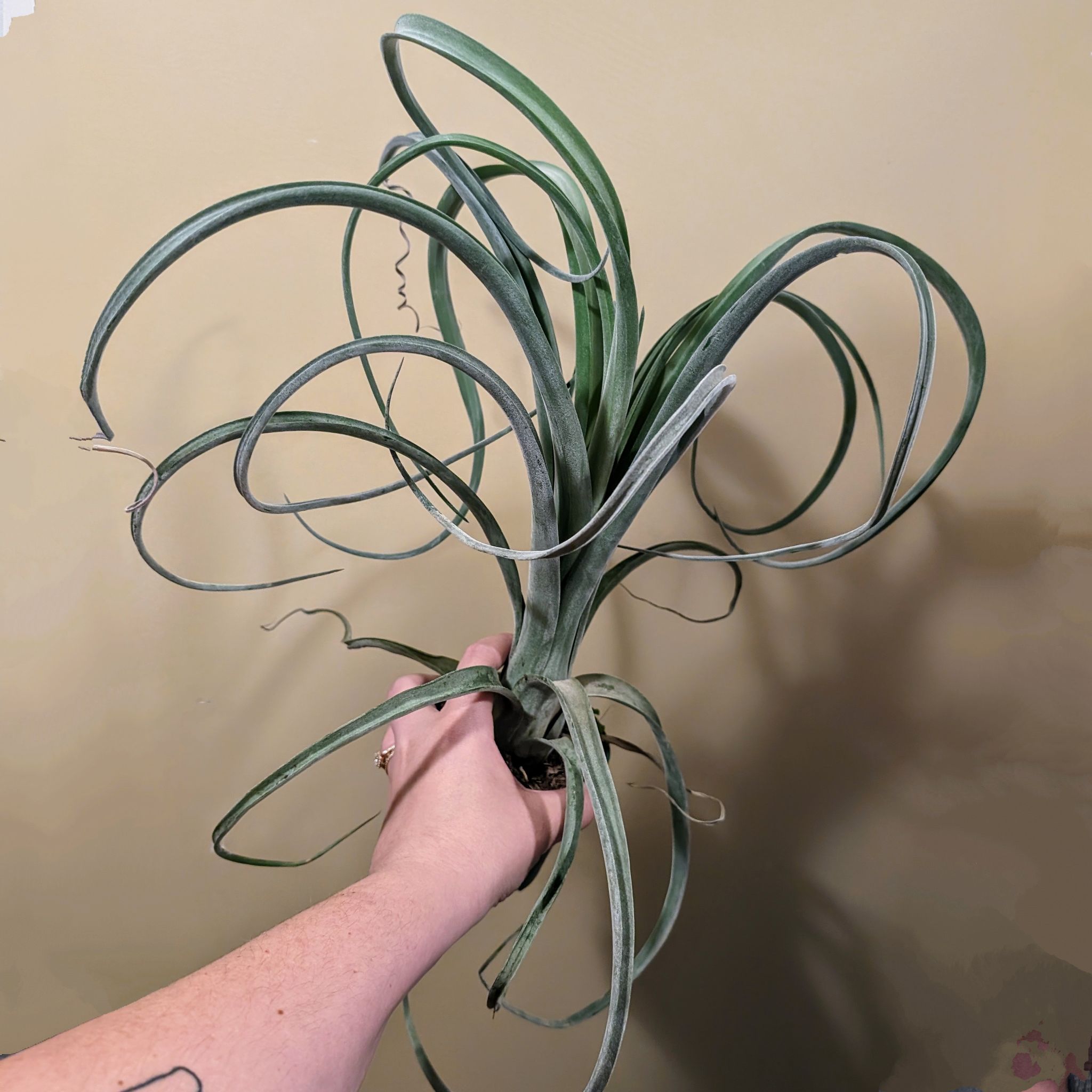 Photo of the plant species Curly Slim Air Plant by @PlantMompy named Tillandsia - Curly Slim on Greg, the plant care app