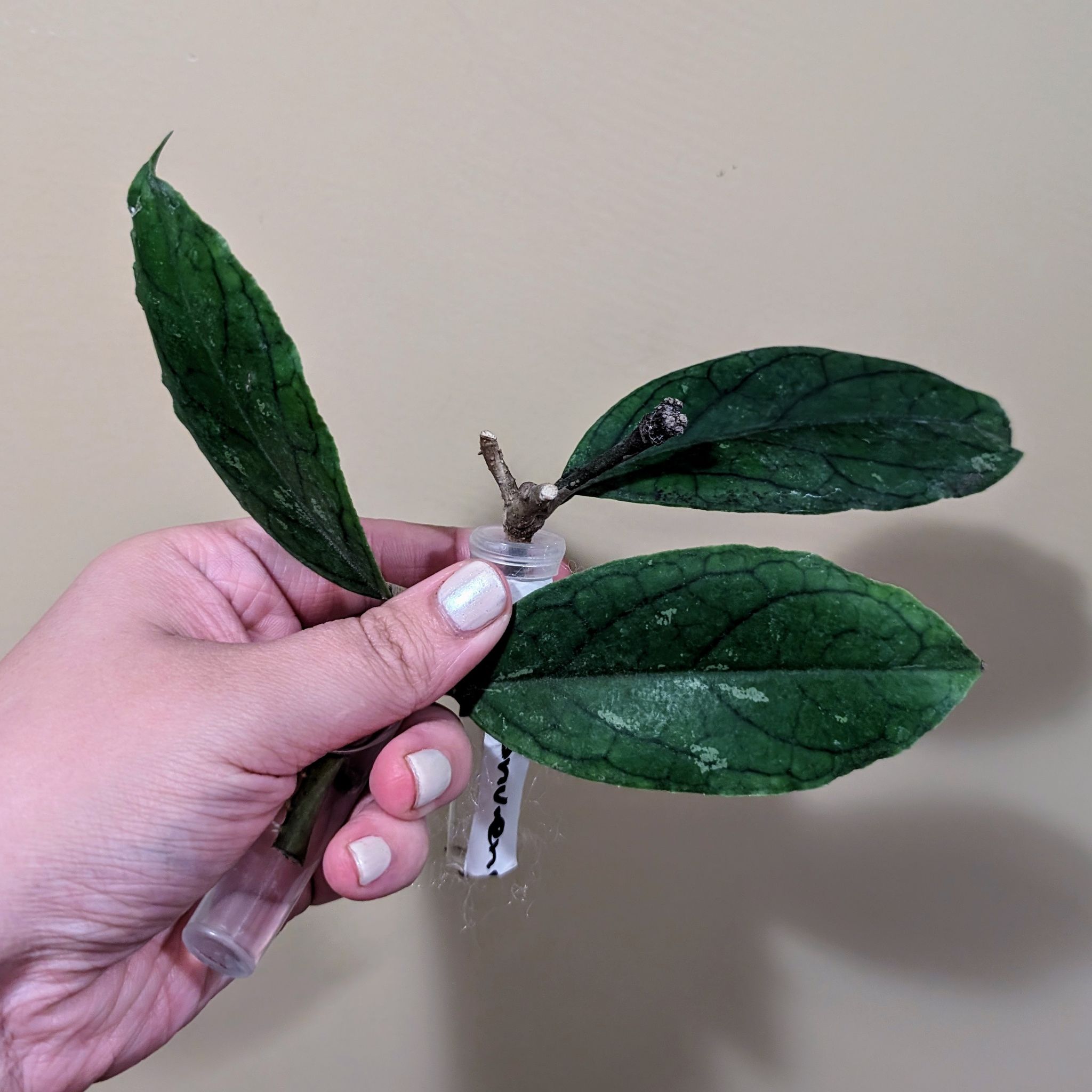 Photo of the plant species Hoya ranauensis by @PlantMompy named Props - Hoya Ranauensis on Greg, the plant care app