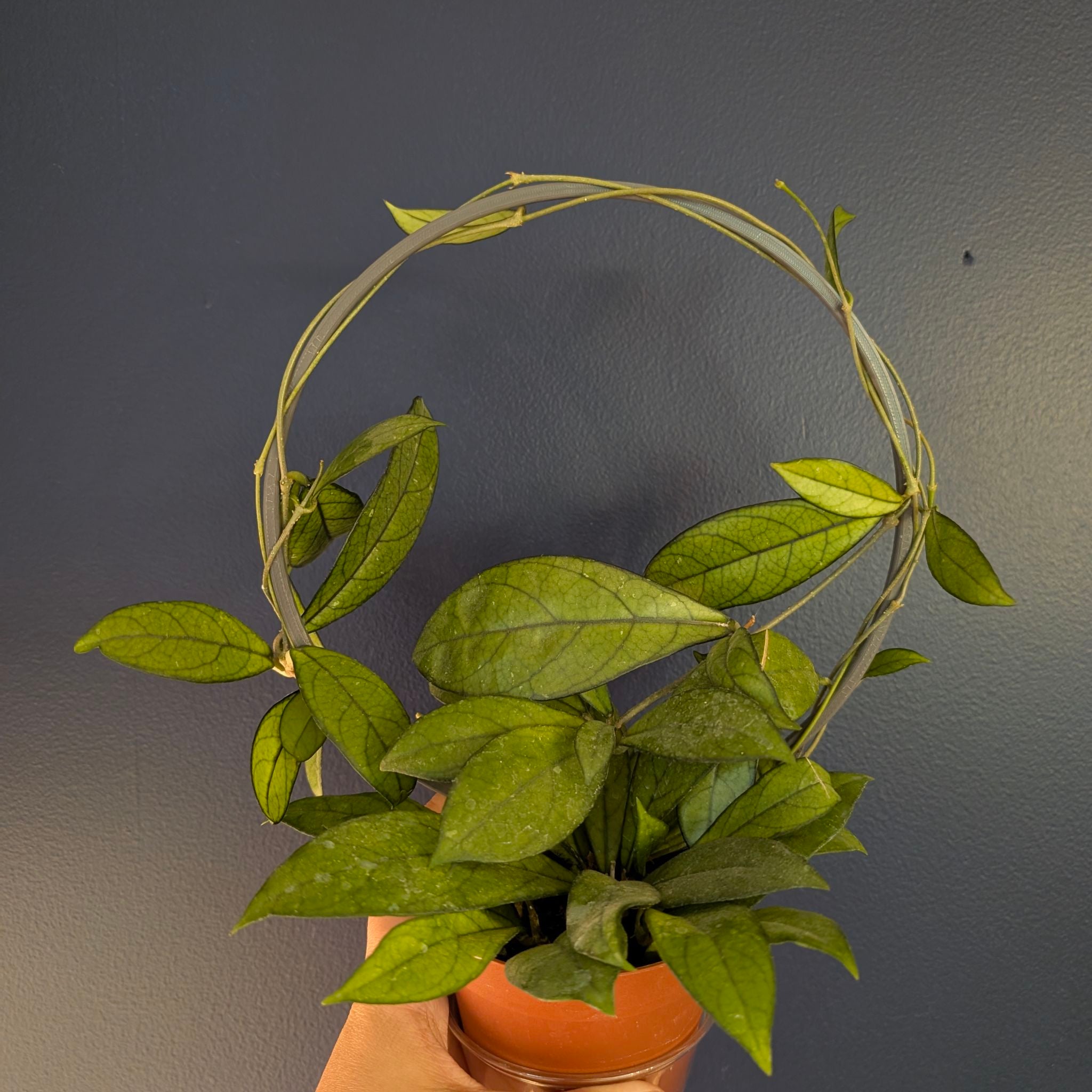 Hoya - Crassipetiolata