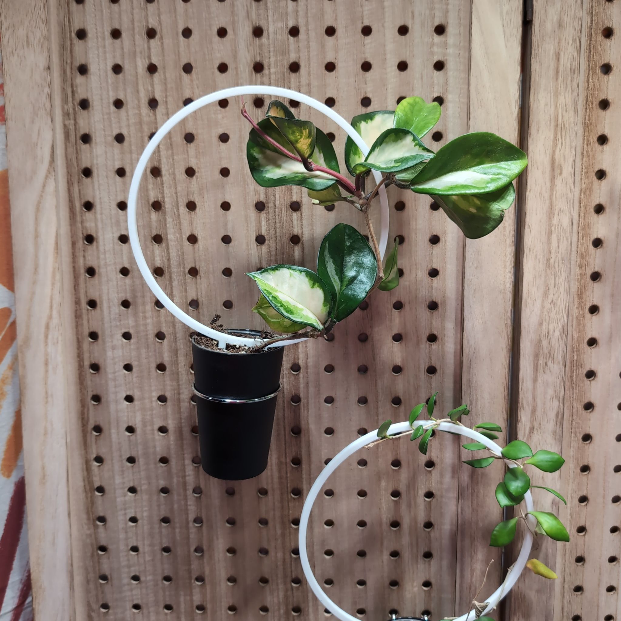 Photo of the plant species Hoya Rubra by @PlantMompy named Hoya - Rubra on Greg, the plant care app