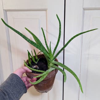 Aloe Vera plant in Portland, Maine