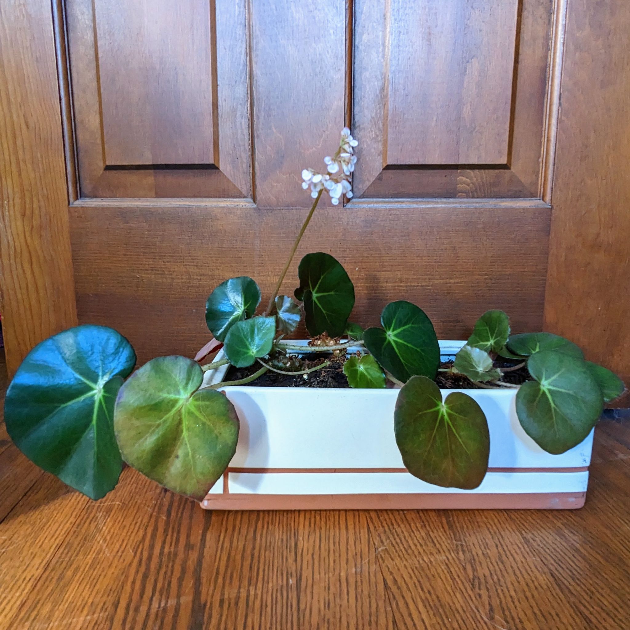 Begonia - Beefsteak Begonia