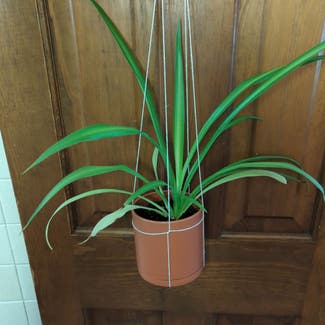 Spider Plant plant in Portland, Maine