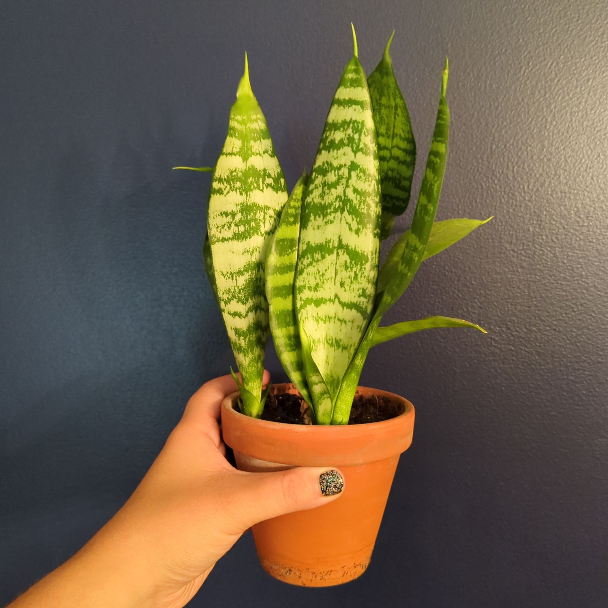 Zeylanica Snake Plant in a terracotta pot held by a hand against a dark background.