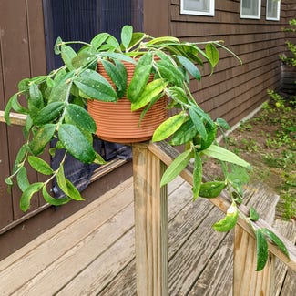 Hoya pubicalyx plant in Portland, Maine