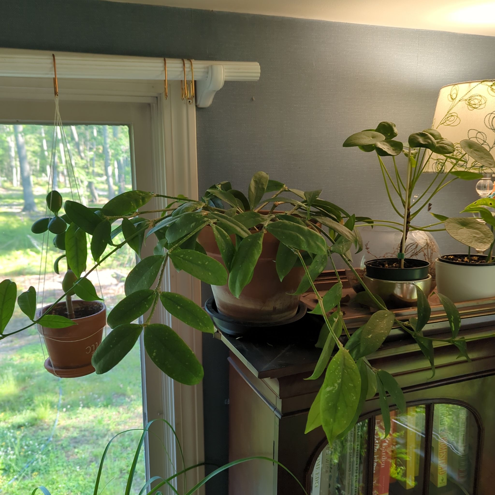 Photo of the plant species Hoya lobbii by @PlantMompy named Hoya on Greg, the plant care app