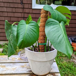 Monstera plant in Portland, Maine