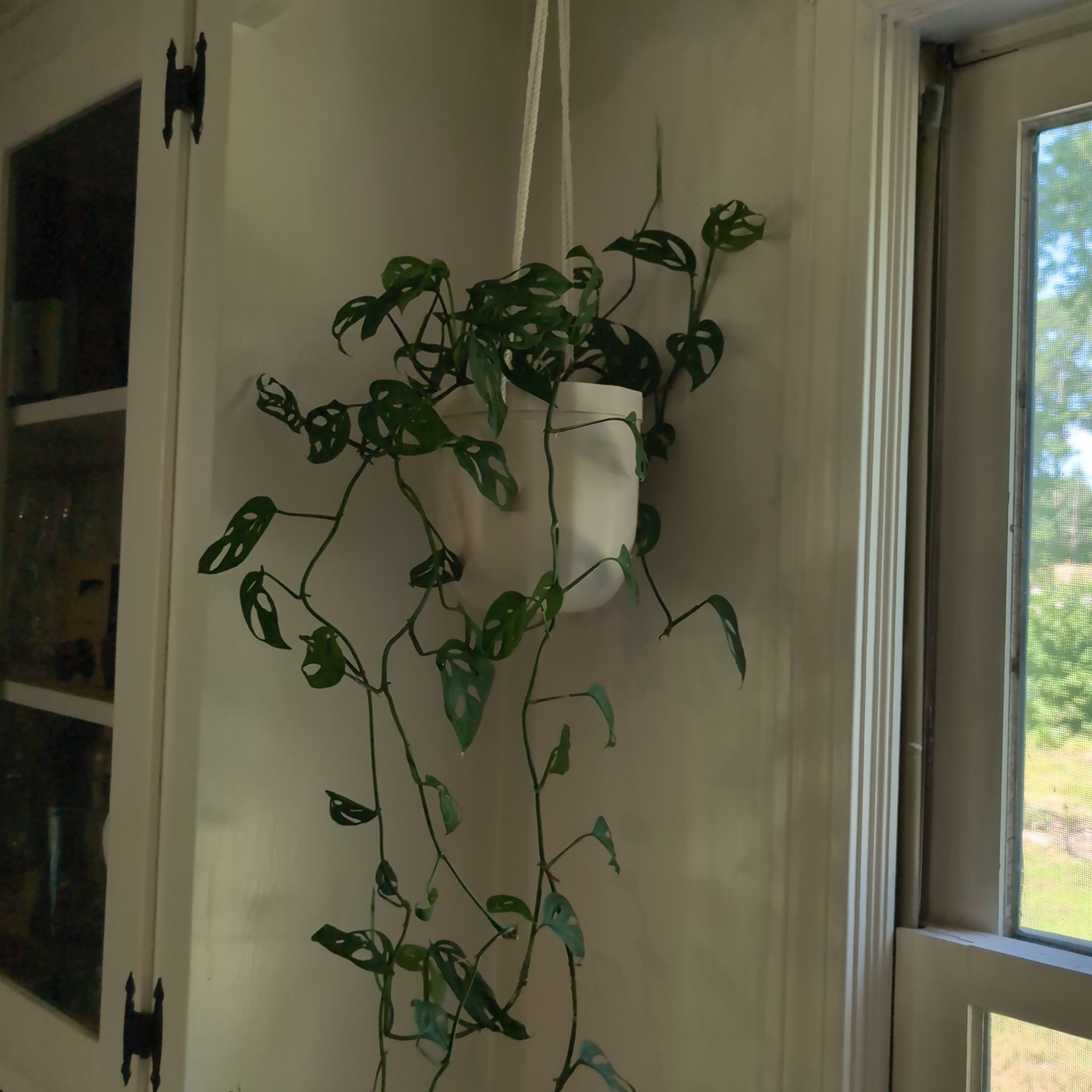 Monstera - "Pepper Jack"