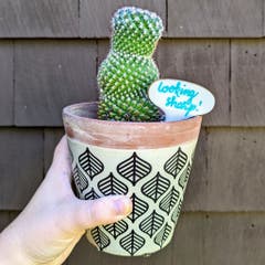 Cactus - Not A Barrel Cactus