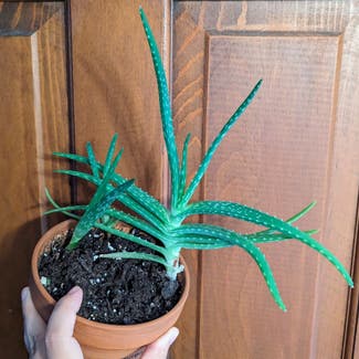 Aloe Vera plant in Portland, Maine
