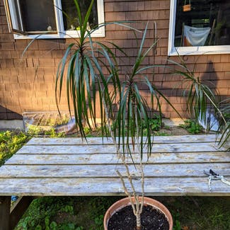 Dragon Tree plant in Portland, Maine