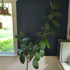 Ficus - Rubber Tree