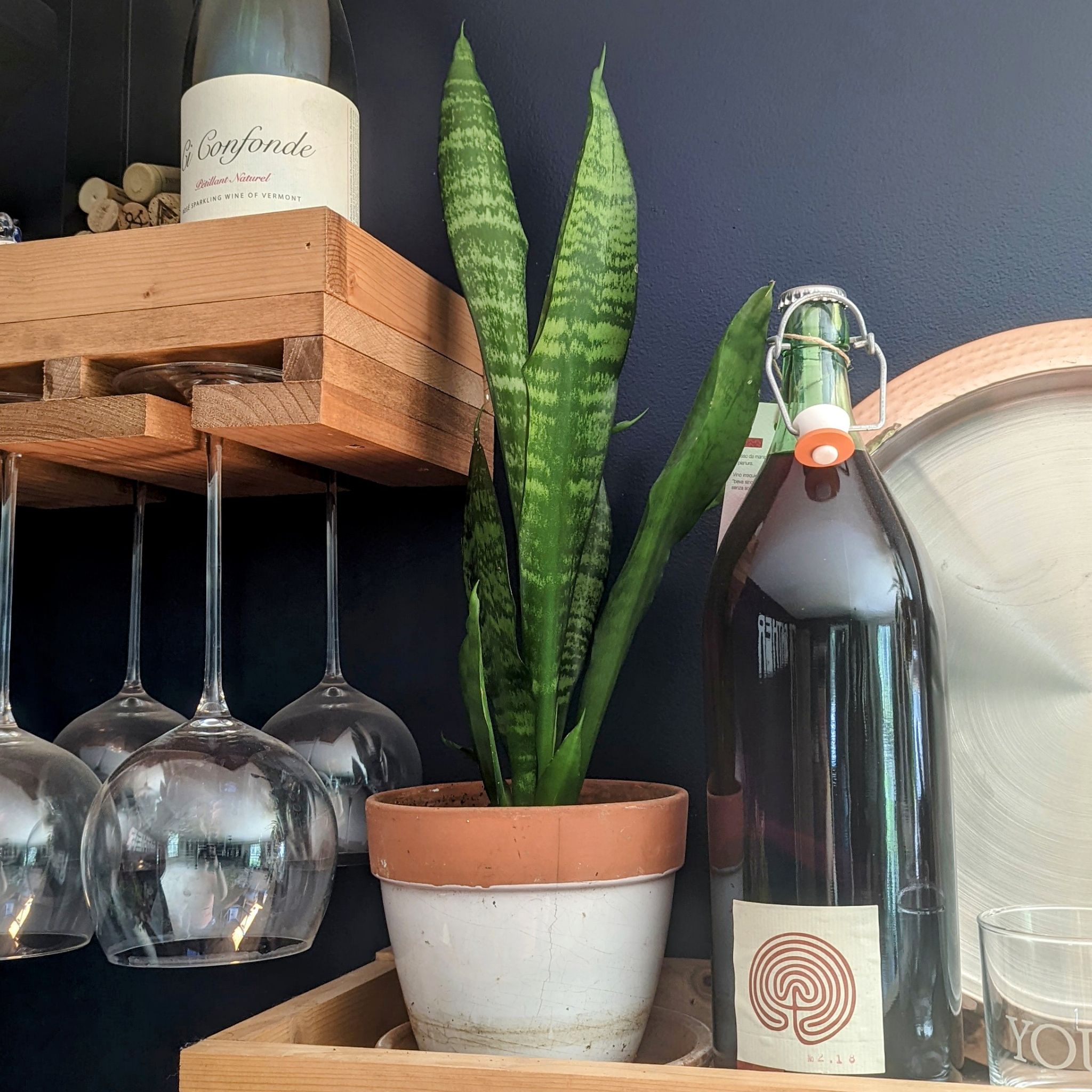 Zeylanica Snake Plant in a pot on a shelf with wine bottles and glasses in the background.