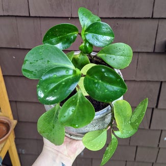 Baby Rubber Plant plant in Portland, Maine