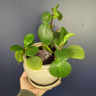Baby Rubber Plant plant in Portland, Maine