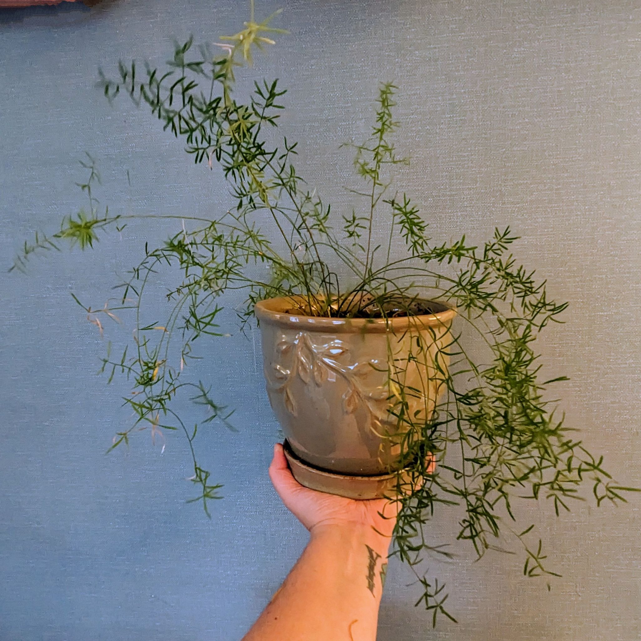 Fern - Asparagus Fern