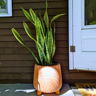 Snake Plant plant in Portland, Maine