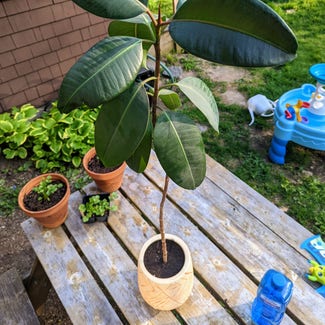 Rubber Plant plant in Portland, Maine