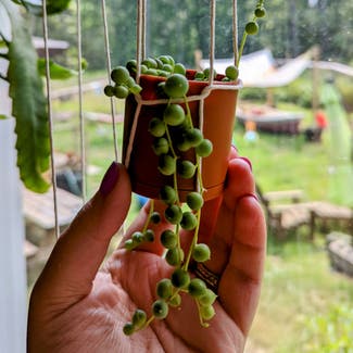 String of Pearls plant in Portland, Maine
