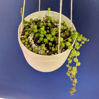 String of Pearls plant in Portland, Maine