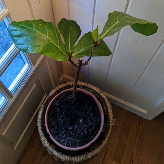 Fiddle Leaf Fig plant in Portland, Maine