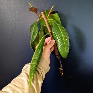 Rubber Plant plant in Portland, Maine