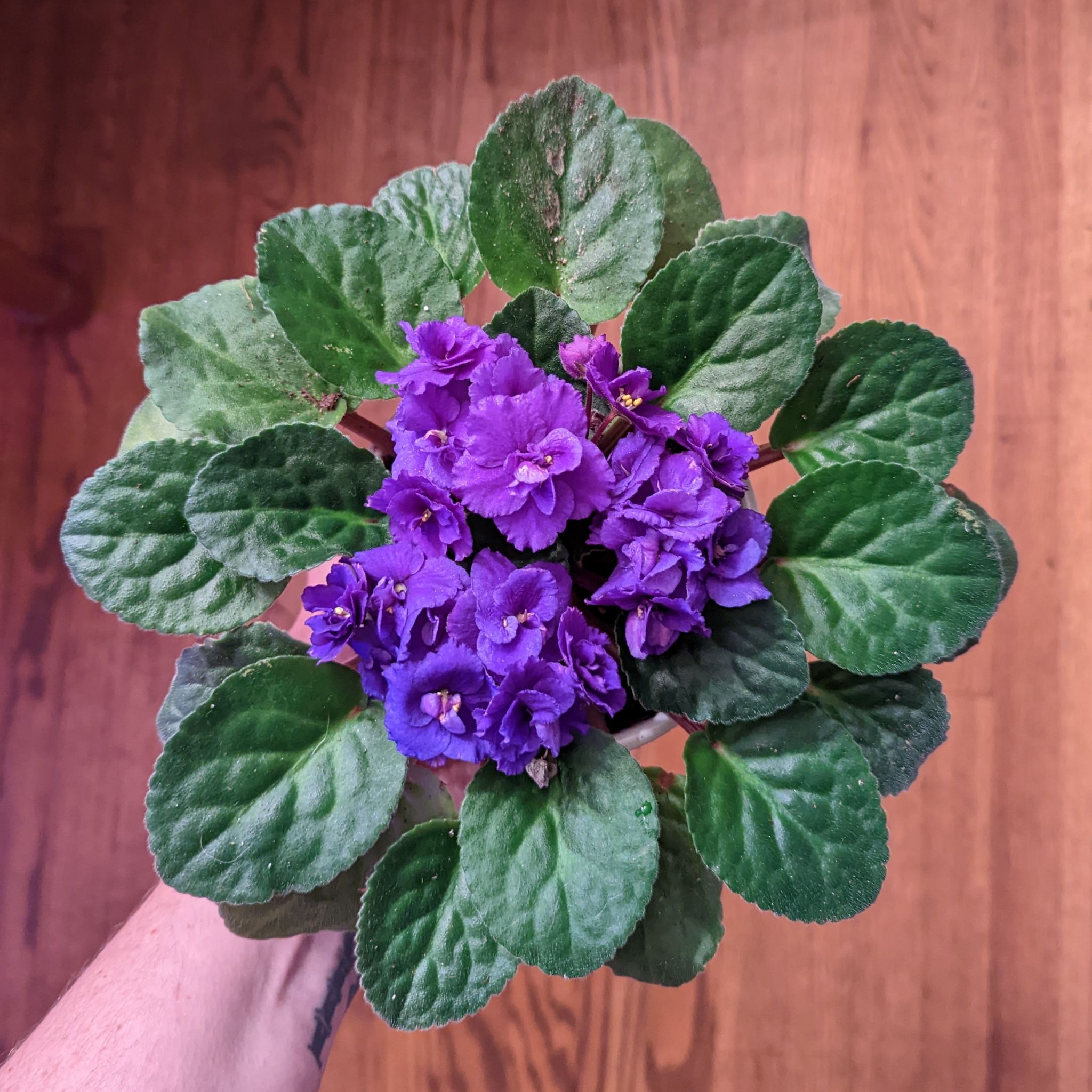 Violet - Purple Violet