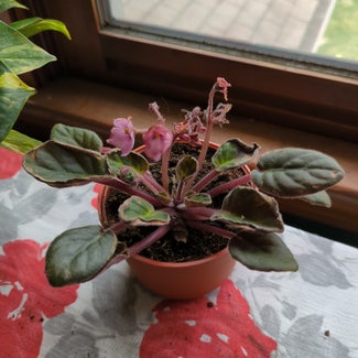 Kenyan Violet plant in Portland, Maine