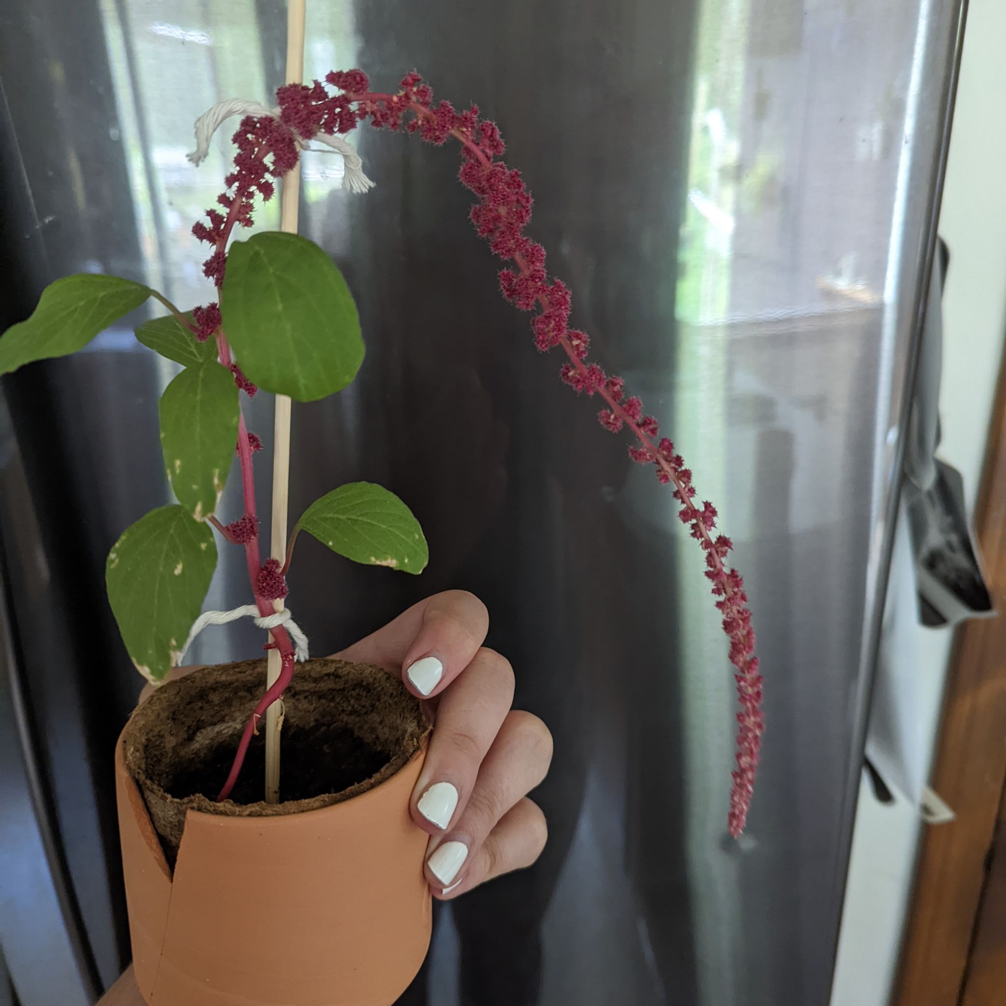 Love-Lies-Bleeding