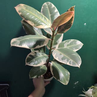 Variegated Rubber Tree plant in Portland, Maine