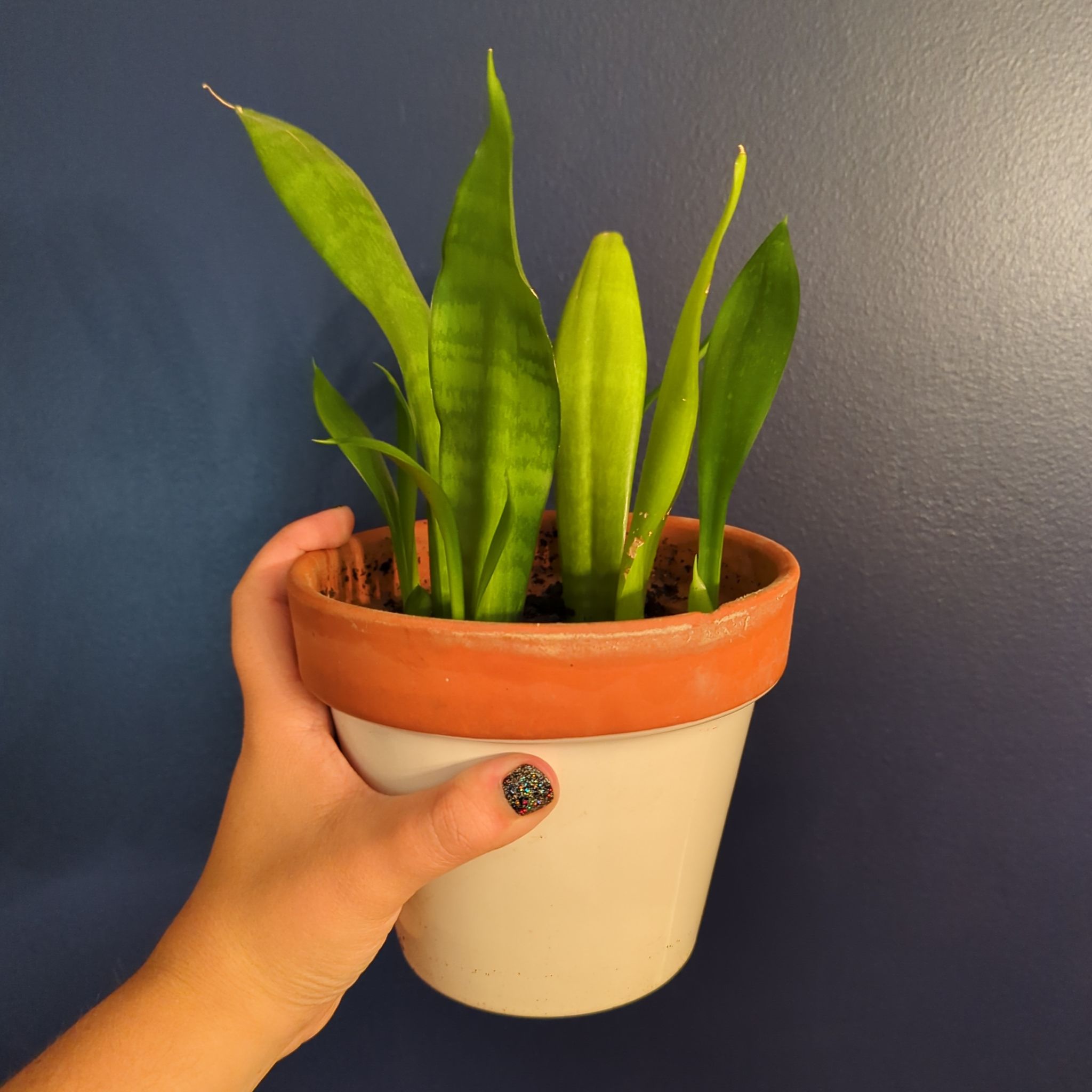 Zeylanica Snake Plant in a pot held by a hand, vibrant green leaves.