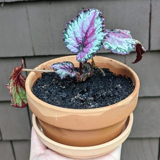 Rex Begonia plant in Portland, Maine